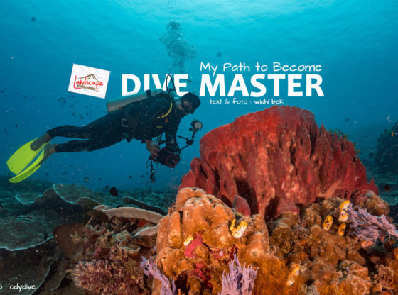 path become divemaster