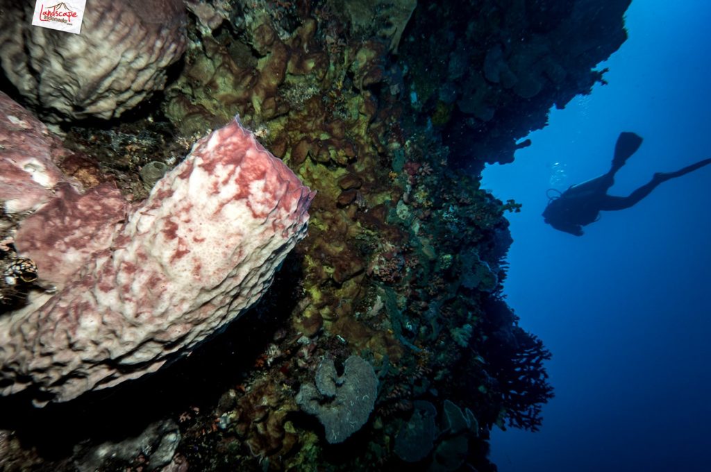 manado olympus 01 1024x680 - Memilih Kamera Underwater | Underwater Photo Journey