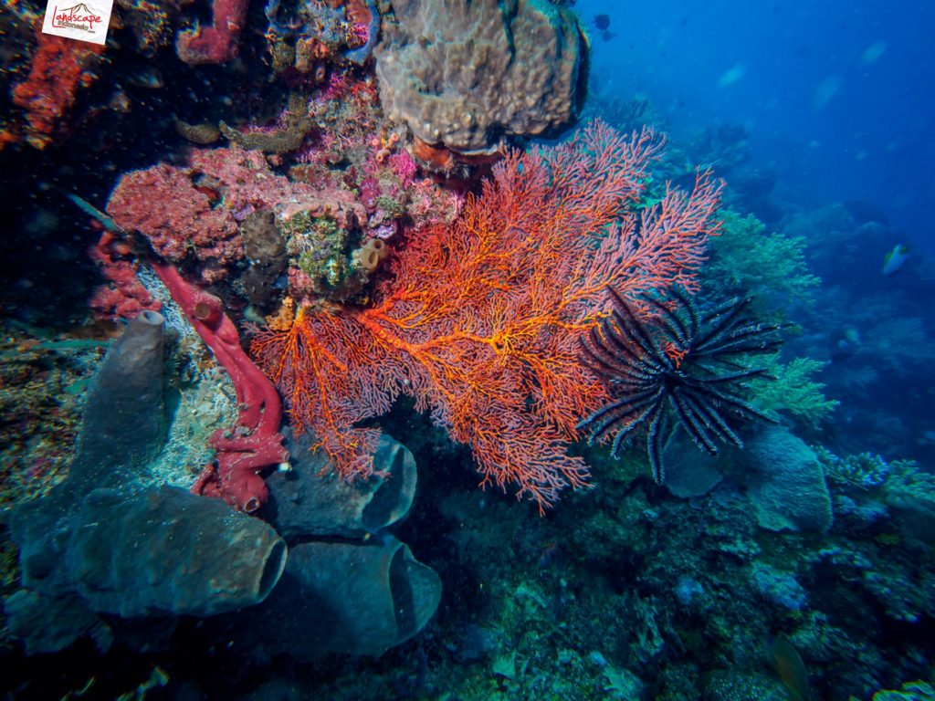 manado olympus 03 1024x768 - Memilih Kamera Underwater | Underwater Photo Journey